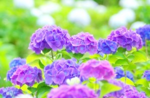 初夏花