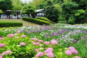 紫陽花菖蒲